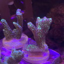 fragサンゴ コンフサコモンサンゴ メタグリーンFrag 6月新入荷商品 【熱帯魚】【観賞魚】【海水魚】 202506 一点物コレクターズ