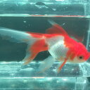 サラサオランダ(花房付き)二歳 平賀氏作 甲府店 6月 202506 ファイナルセール 【淡水魚】【熱帯魚】【観賞魚】
