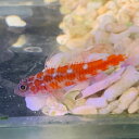 ハゼ チゴベニハゼ 沖縄産 6月新入荷商品 【熱帯魚】【観賞魚】【海水魚】 202506 一点物コレクターズ アクアリウム
