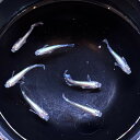 エデンモルフォメダカ ペア セレクト魚 メダカ屋サバンナ産 7月 202507 ファイナルセール(最終提示価格) 「淡水魚」「熱帯魚」「観賞魚」アクアリウム