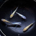 プリンス リアルロングフィン ペア セレクト魚 メダカ屋サバンナ産 7月 202507 ファイナルセール(最終提示価格) 「淡水魚」「熱帯魚」「観賞魚」アクア...
