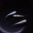レックウザ トリオ(♂1、♀2) セレクト魚 メダカ屋サバンナ産 7月 202507 ファイナルセール(最終提示価格) 「淡水魚」「熱帯魚」「観賞魚」アクアリウ...