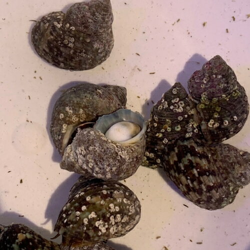 サザエ Sサイズ ※ハネモ対策におすすめです 6月新入荷商品 【熱帯魚】【観賞魚】【海水魚】【サンゴ】 202506 アクアリウム