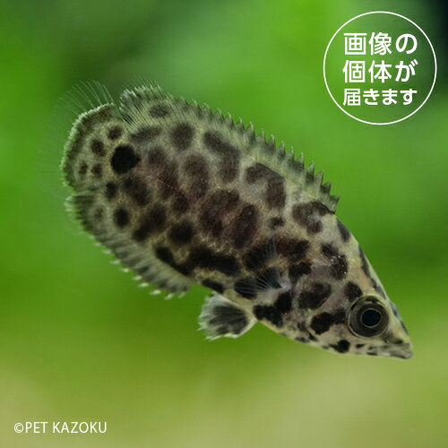 レオパード クテノポマ　ワイルド