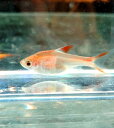 ラスボラ ヘテロモルファ ゴールド EU 2匹セット 甲府店 ファイナルセール 【熱帯魚】【観賞魚】【淡水魚】