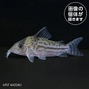 20250402_02aCo,ニューインコリカーナ(コロンビア)CNI02 5月新入荷商品 【観賞魚】【金魚魚】【熱帯魚】 202505 一点物コレクターズ(4)