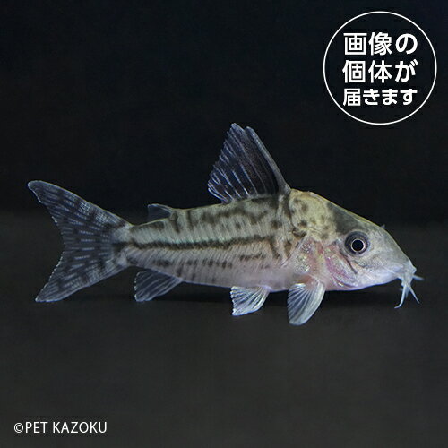 20250402_05aCo，ニューインコリカーナ（コロンビア）CNI05 5月新入荷商品 【観賞魚】【金魚魚】【熱帯魚】 202505 一点物コレクターズのサムネイル