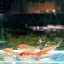 ワイルドレッドファントム コロンビア産 5匹セット 甲府店 ファイナルセール 【熱帯魚】【観賞魚】【淡水魚】