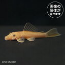 20250421_10aスーパーレッドブッシープレコ(ブリード)SRB04 5月新入荷商品 【観賞魚】【金魚魚】【熱帯魚】 202505 一点物コレクターズ(4)