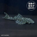 20250507_27aバットマンアンジェリカスプレコBAP03 5月新入荷商品 【熱帯魚】【観賞魚】【淡水魚】 202505 一点物コレクターズ アクアリウム(4)