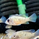 ゲオファーガス・ブラジリエンシス 国内ブリード F1 甲府店 ファイナルセール 【熱帯魚】【観賞魚】【淡水魚】