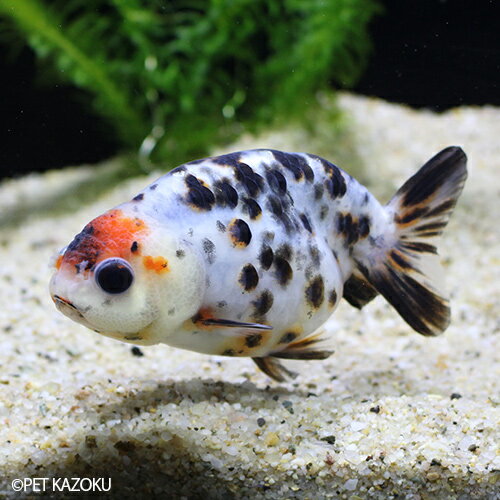 最新コレックション パンダ江戸錦 Ml Pden02a 1匹 9 10cm程度 金魚 ランチュウ 観賞魚 魚 アクアリウム ペット 国産 楽天 Www Templebaptistjacksonville Com 最新コレックション パンダ江戸錦 Ml Pden02a 1匹 9 10cm程度 金魚 ランチュウ 観賞魚 魚 アクアリウム ペット 国産 楽天 Www Templebaptistjacksonville Com