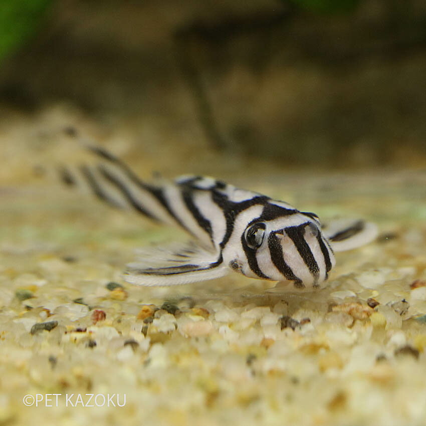 時間指定不可 インペリアルゼブラプレコ ブリード 1匹 4 4 5cm程度 観賞魚 魚 アクアリウム 熱帯魚 プレコ ペット 飼育 Yotta Solutions 時間指定不可 インペリアルゼブラプレコ ブリード 1匹 4 4 5cm程度 観賞魚 魚 アクアリウム 熱帯魚 プレコ ペット 飼育 Yotta Solutions