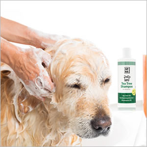 A.P.D.C. �ƥ����ĥ꡼�����ס� 2L 4528636808877 APDC ���� ��̳�� A.P.D.C. �������鿷���� ���� �����ס� �����ԡ��ǥ������� �ȥ�ޡ� ���� �ͤ��ؤ�