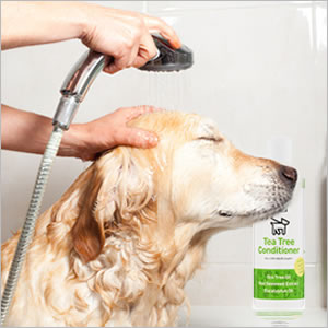 A.P.D.C. �ƥ����ĥ꡼����ǥ�����ʡ� 2L 4528636808884