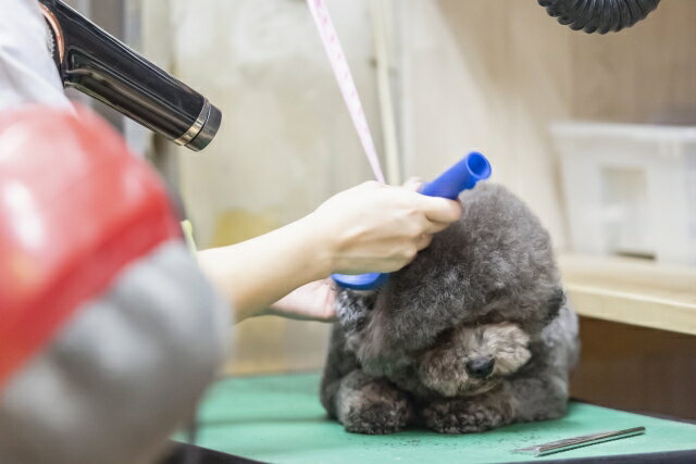 �ڥХ������󥹡ۥ������ȥ顦�ꥹ�����󥰥��ࡼ�С� 1L��2�ġ��ڤ��ӡ�����ͽ�� �Ӷ̽���