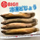 冷凍　どじょう　BIG 特大　【500g / 約20〜25cm(4〜5匹入)】 特大 ドジョウ　大型鑑賞魚・水棲亀　太刀魚などの釣りエサ ＜受注後クール便送料追加＞【DBP】