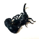 ペット用 冷凍昆虫 冷凍バッタ(スパースローテッドグラスホッパー) 【100g】 (1匹:約2~4cm前後) 小動物 爬虫類 両生類 大型魚 <受注後クール便送料追加>【HMR】