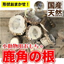 小動物用 鹿角の根 Mサイズ(直径 約2cm~5cm) 鹿角の根元 鹿角 ストレス解消 歯の伸びすぎ防止 げっ歯類 ハムスター デグー ラット メール便送料無料...