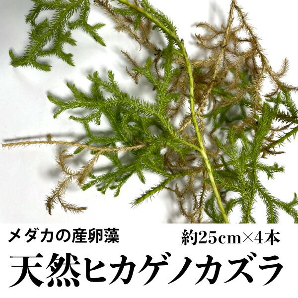 メダカ　産卵　産卵藻　メダカの天然産卵藻　めだかの産卵 天然ヒカゲノカズラ　【約25cm×4本】 め ...