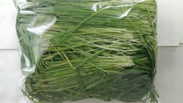 国産 無農薬 生オーツヘイ 300g 新狩り ペットグラス 無農薬栽培 小動物 エサ 送料無料【DBP】のサムネイル