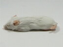 富城物産 冷凍 ファジーマウス Sサイズ(約5cm/9g) 100匹<冷凍クール便配送> 爬虫類 猛禽類 肉食魚 哺乳類 ヘビ トカゲ フクロウ ハリネズミなど...