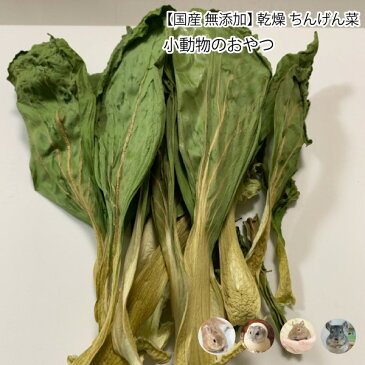 小動物のおやつ 国産 無添加 乾燥 ちんげん菜 15g 乾燥野菜 ドライベジタブル 天然素材 小動物 うさぎ ハムスター デグー メール便送料無料【DBP】