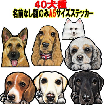 送料無料/A5犬 ステッカー/シール犬ステッカー犬 ステッカー/グッズ雑貨ゴールデンレトリバー/ビションフリーゼ狆ダルメシアン秋田犬バセットハウンド/イタグレ/ブルテリア猫シェパード/シェッドランドシープ/ゴールデンレトリバー/ビションフリーゼ