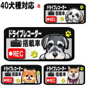 マグネット ドライブレコーダー ステッカー 録画中 犬 グッズ 雑貨 シーズー トイプードル チワワ 柴犬 シュナウザー ダックスフンド ポメラニアン 誕生日 車 オーナーグッズ あおり運転 迷惑防止 車用ステッカー 車に貼る 車 クリスマス プレゼント