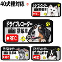 マグネット ドライブレコーダー ステッカー 録画中 犬 グッズ 雑貨 シェパード スピッツ バーニーズマウンテンドッグ ボーダーコリー ミニピン フォックステリア イタグレ ブルテリア イタリアングレーハウンド 車 オーナーグッズ 車 プレゼント バレンタイン