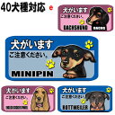 1000円ポッキリ 犬がいます ステッカー シール マグネット 番犬 猛犬 脱走防止 犬 イヌ いぬ ペット 玄関 ポスト 表札 案内 表示 セキュリティ 防犯...