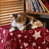 ドギーマン遠赤外線ペットの夢こたつ(本体・ふとんセット)犬・猫用秋冬【同梱不可】