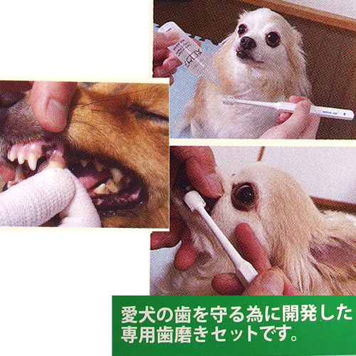PETECH楽天市場店の犬口ケア　お手軽歯磨きセット（超小型犬用）　★｜アングル2