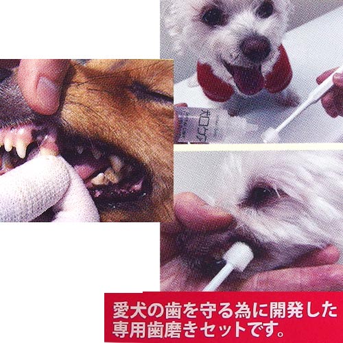 PETECH楽天市場店の犬口ケア　お手軽歯磨きセット　★｜アングル2