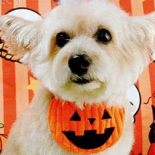 【数量限定】【ハロウィン】パンプキンスタイ　S　8382　5枚入り　【メール便対応...