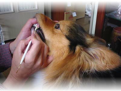 犬口ケア　ピック＆ピック　【メール便対応】★