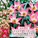 【送料無料限定セット】 秋植えの球根 ワイルドチューリップ 原種チューリップ 人気の5種セット アウケリアナ・クレティカヒルデ・レディジェーン・クルシアナアニカ・タイニーティモ各1袋 【ご予約区分B】