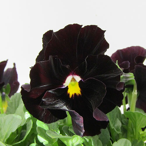 □ミルフル□　現品販売　サントリーフラワーズのビオラ　ミルフル　10．5cmポット苗 　〈カラー31〉