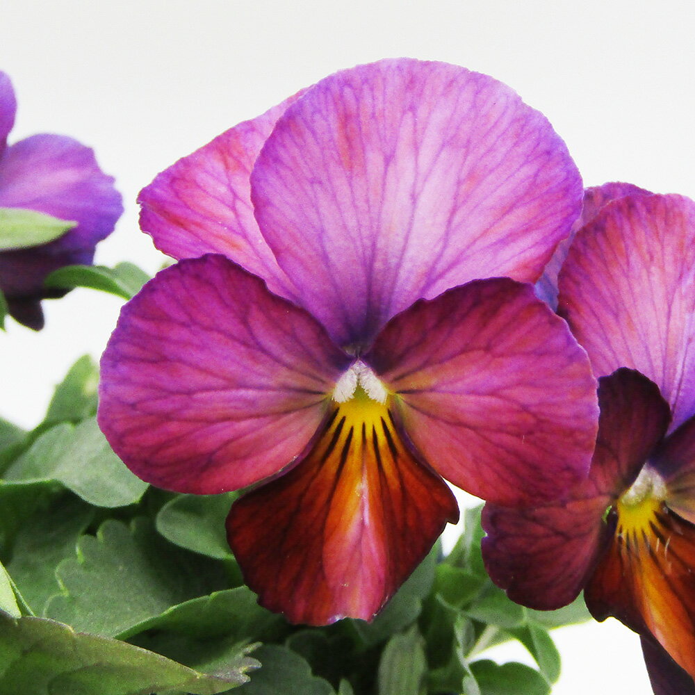 □ヌーヴェルヴァーグ□　現品販売　サトウ園芸さんのビオラ　ヌーヴェルヴァーグ　10．5cm硬質ポット苗..