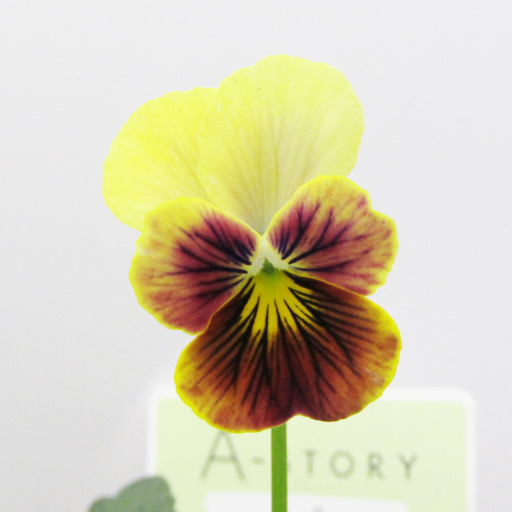 □A-STORYビオラ恋文□ 現品販売 石村あさみさん育種 A-STORYビオラ 恋文 10．5cmポット苗 〈カラー25〉