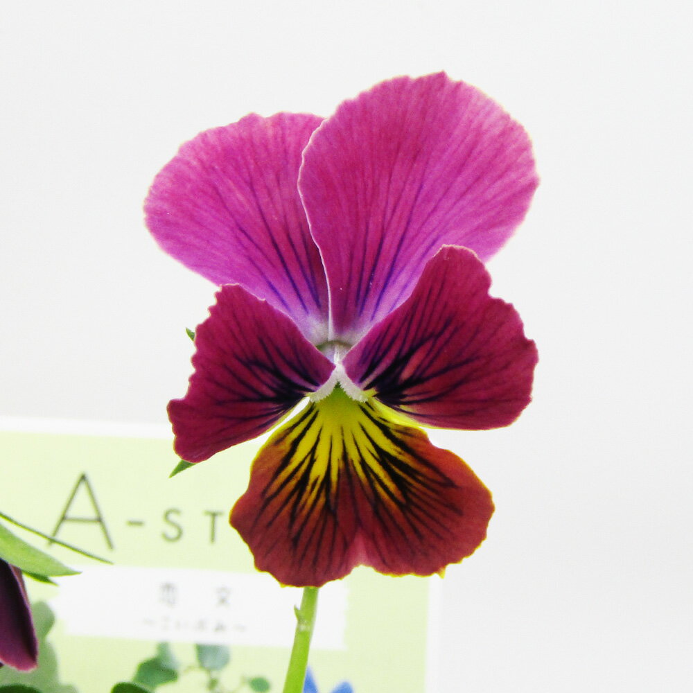 □A-STORYビオラ恋文□ 現品販売 石村あさみさん育種 A-STORYビオラ 恋文 10．5cmポット苗 〈カラー27〉