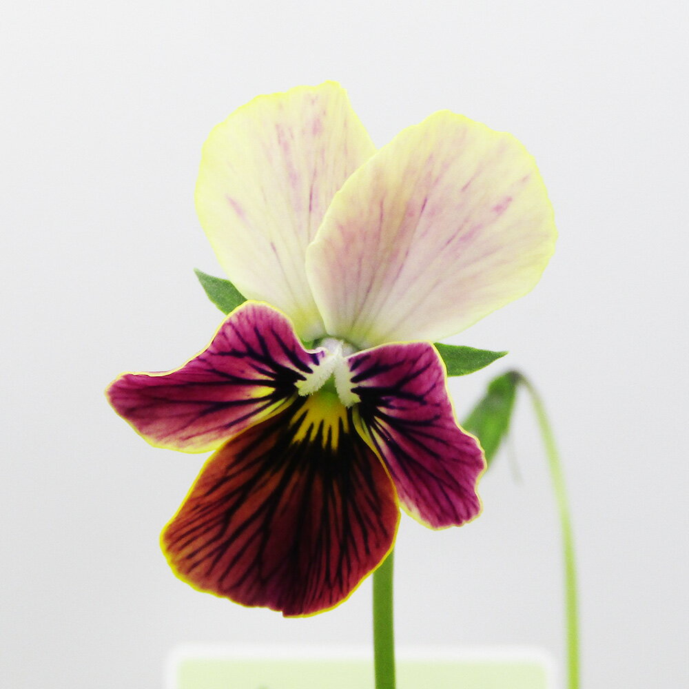 □A-STORYビオラ恋文□ 現品販売 石村あさみさん育種 A-STORYビオラ 恋文 10．5cmポット苗 〈カラー31〉