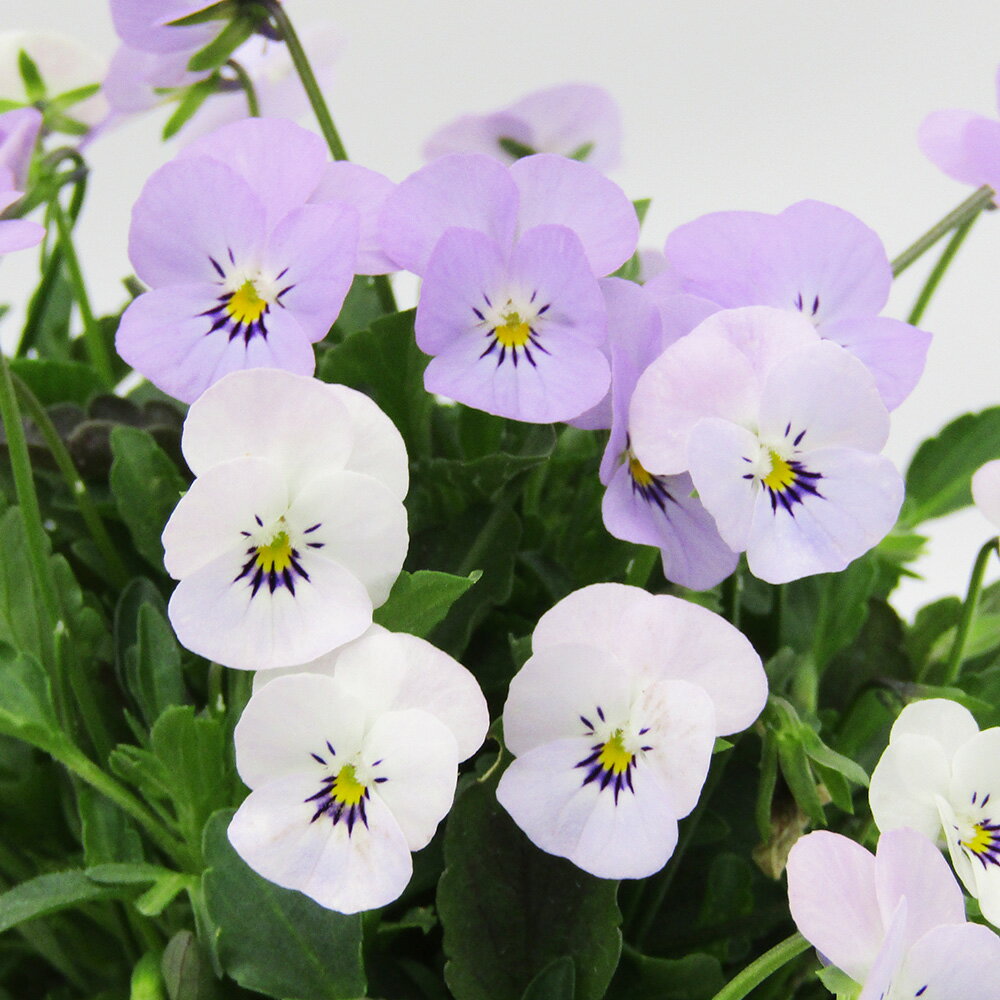 □ビオレッタ□　FLOWER HEARTSさんのビオラ　小輪ビオラ　ビオレッタ　ミニチュアビンテージ　10．5cmポット苗　色幅のある品種ですのサムネイル