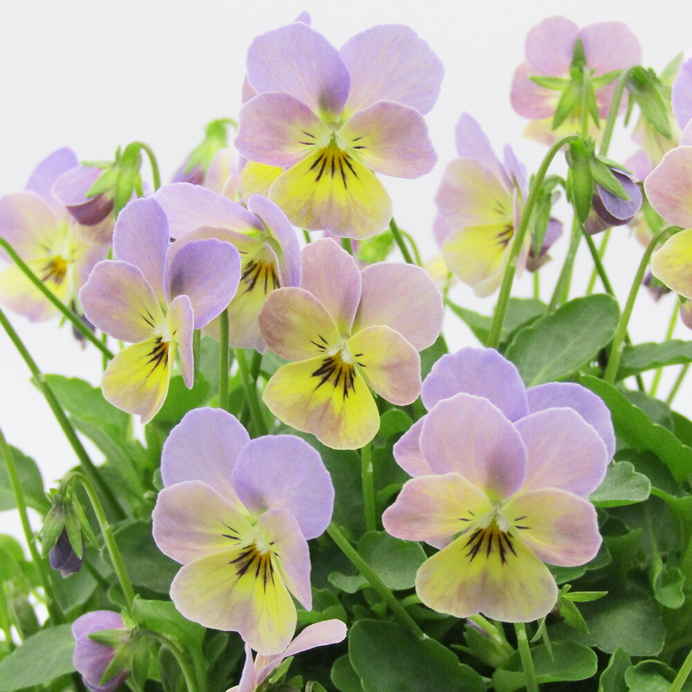 □ビオレッタ□　FLOWER HEARTSさんのビオラ　小輪ビオラ　ビオレッタ　ブルーチーク　10．5cmポット苗　色幅のある品種ですのサムネイル