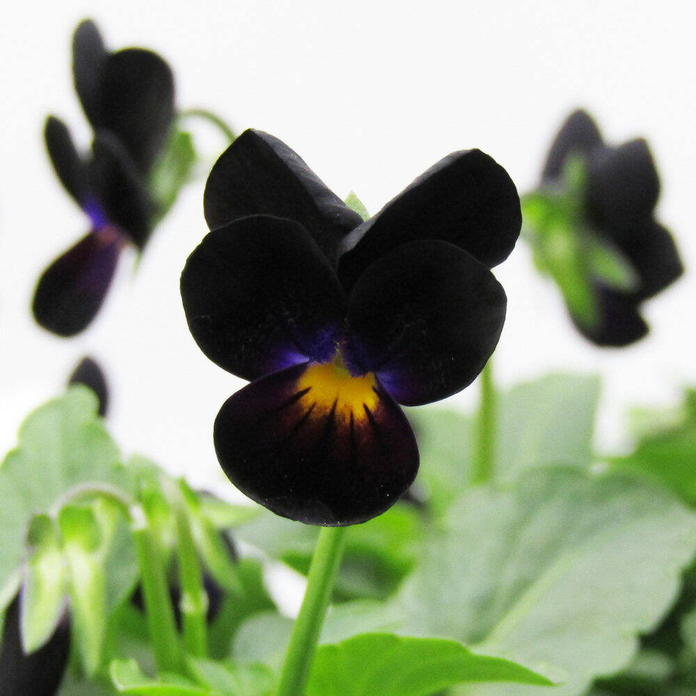 □ビオレッタ□　FLOWER HEARTSさんのビオラ　小輪ビオラ　ビオレッタ　ベイブコーク　10．5cmポット苗　色幅のある品種ですのサムネイル