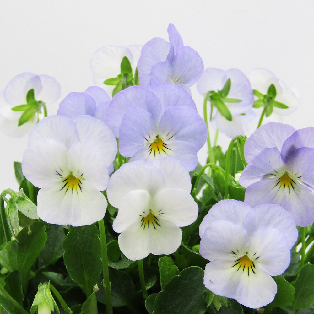 □ビオレッタ□　FLOWER HEARTSさんのビオラ　小輪ビオラ　ビオレッタ　ブルーハワイ　10．5cmポット苗　色幅のある品種ですのサムネイル