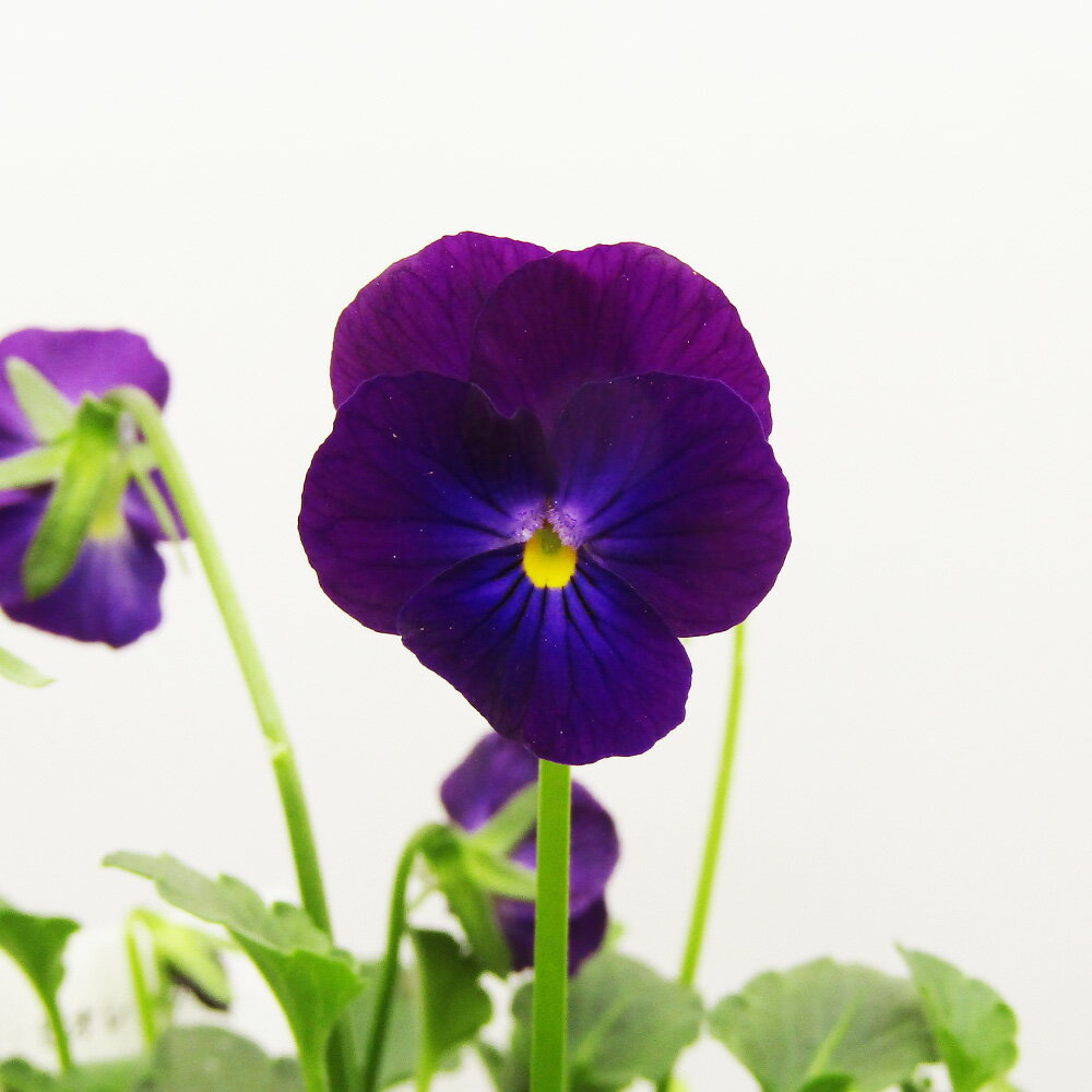 □ビオレッタ□　FLOWER HEARTSさんのビオラ　小輪ビオラ　ビオレッタ　ルーキーズ〈カラー2〉　10．5cmポット苗　色幅のある品種ですのサムネイル