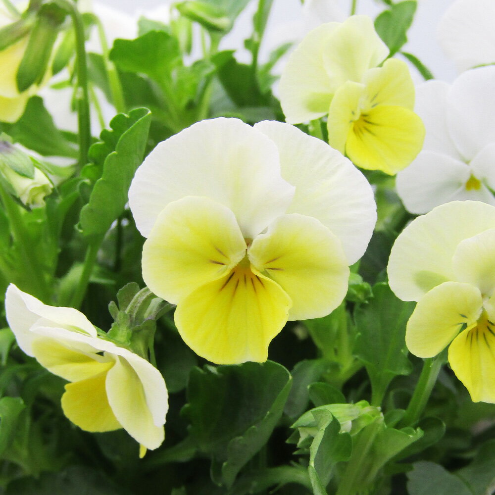 □ビオレッタ□　FLOWER HEARTSさんのビオラ　小輪ビオラ　ビオレッタ　ルーキーズ〈カラー5〉　10．5cmポット苗　色幅のある品種ですのサムネイル