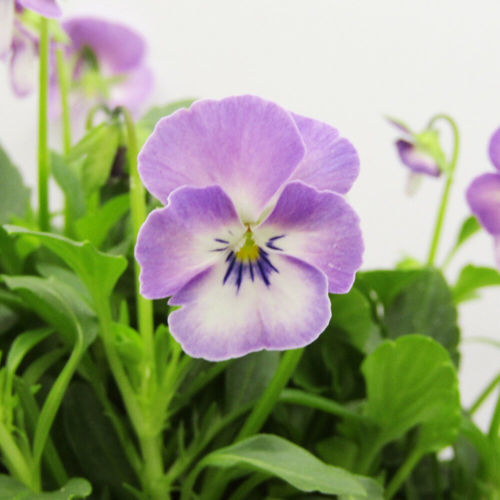 □ビオレッタ□　FLOWER HEARTSさんのビオラ　小輪ビオラ　ビオレッタ　ルーキーズ〈カラー7〉　10．5cmポット苗　色幅のある品種ですのサムネイル