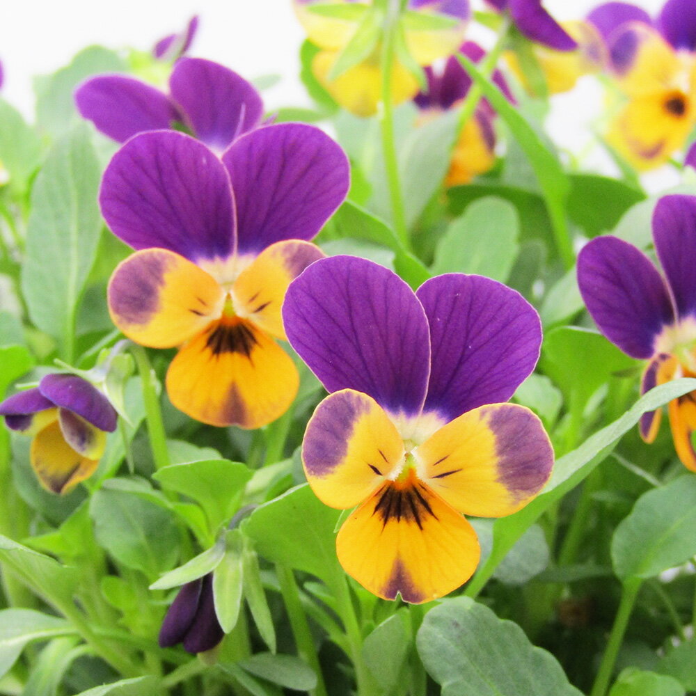 □ビオレッタ□　FLOWER HEARTSさんのビオラ　小輪ビオラ　ビオレッタ　モーブパンプキン〈カラー1〉　10．5cmポット苗　色幅のある品種ですのサムネイル